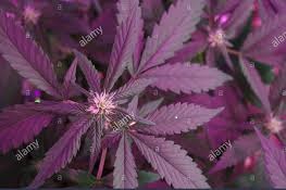 INDICA 1 indica strain 1